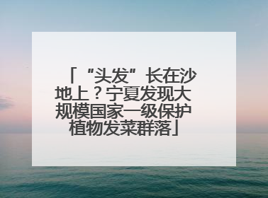 “头发”长在沙地上？宁夏发现大规模国家一级保护植物发菜群落